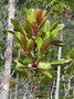 vignette Cunonia macrophylla