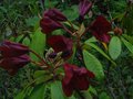 vignette Rhododendron Impy aux belles couleurs au 24 05 11
