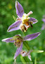 vignette Ophrys apifera,l'orchide-abeille