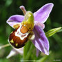 vignette Ophrys apifera,l'orchide-abeille