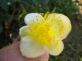 vignette camelia sinensis ou pied de thé la fleur