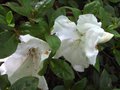 vignette Azalea japonica grandes fleurs blanches gros plan au 22 05 11