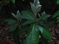 vignette Rhododendron Macabeanum aux trs grandes feuilles et aux belles pousses au 24 05 11