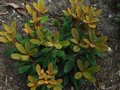 vignette Rhododendron Flinckii qui se pare d'indumentum orang au 22 05 11
