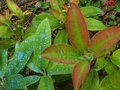 vignette Rhododendron Genesterianum aux belles pousses au 07 05 11