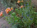 vignette Alstroemères et Salvia jamensis ardoise bleue au 22 05 11
