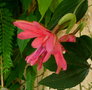 vignette passiflora Willgen K Verhoeff  ou pink passion