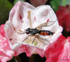 vignette Cylindromyia bicolor (Tachinidae)