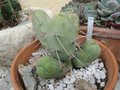 vignette Trichocereus bridgesii monstruosus