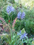 vignette Camassia leichtlinii caerulea et Loropetalum