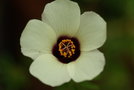 vignette hibiscus trionum