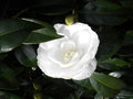 vignette camellia