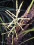 vignette lytocaryum weddelanium la fleur