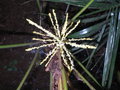 vignette lytocaryum weddelanium la fleur vue de  dessus