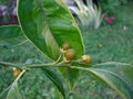 vignette Mandarinier satsuma panach (Citrus unshiu 'Variegata')