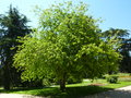 vignette Halesia carolina - arbre aux cloches d'argent