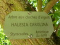 vignette Halesia carolina - arbre aux cloches d'argent