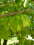 vignette Halesia carolina - arbre aux cloches d'argent