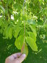 vignette Halesia carolina - arbre aux cloches d'argent