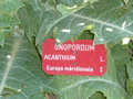 vignette Onopordum acanthium