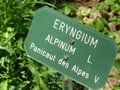 vignette Eryngium alpinum - Panicaut des Alpes