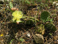 vignette Opuntia macrorhiza greenei