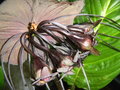 vignette orchide noire