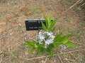 vignette Amsonia ciliata