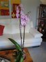 vignette Phalaenopsis mauve