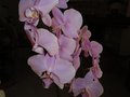 vignette Phalaenopsis mauve