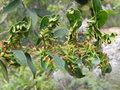 vignette Myodocarpus fraxinifolius (galle provoque par un insecte)