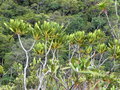 vignette Myodocarpus crassifolius