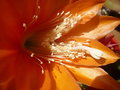 vignette Epiphyllum clementine - 8 6 11 Ndc