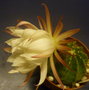 vignette Echinopsis subdenudata 1 - Adc 9 6 2011