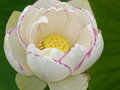 vignette fleur de lotus