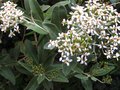 vignette Olearia oleifolia Wakariensis qui commence sa floraison parfume au 06 06 11