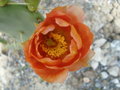 vignette Opuntia engelmannii fleurs (orange a rouge)