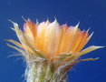 vignette Echinopsis haematantha 3 - 10 6 11 Ndc