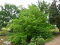 vignette Pterocarya fraxinifolia