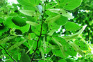 vignette Tiliaceae - Tilleul commun - Tilia x europaea