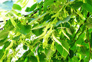 vignette Tiliaceae - Tilleul commun - Tilia x europaea