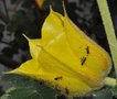 vignette fourmis pastorales sur Fremontodendron