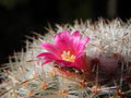 vignette Mammillaria albilanata ssp. oaxacana (=M. noureddineana)