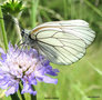vignette Gaz (Aporia crataegi), papillon  sur la Scabieuse colombaire  (Scabiosa columbaria)