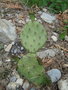 vignette opuntia