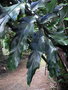 vignette Arenga undulatifolia