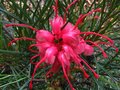 vignette Grevillea Johnsonnii gros plan au 12 06 11