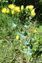 vignette Blackstonia perfoliata ou centaure jaune