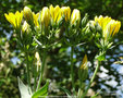 vignette Blackstonia perfoliata ou centaure jaune