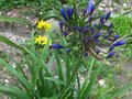 vignette Agapanthus Lilliput en instance de floraison au 11 06 11